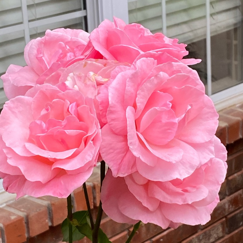 Meet your Posher, Shannon